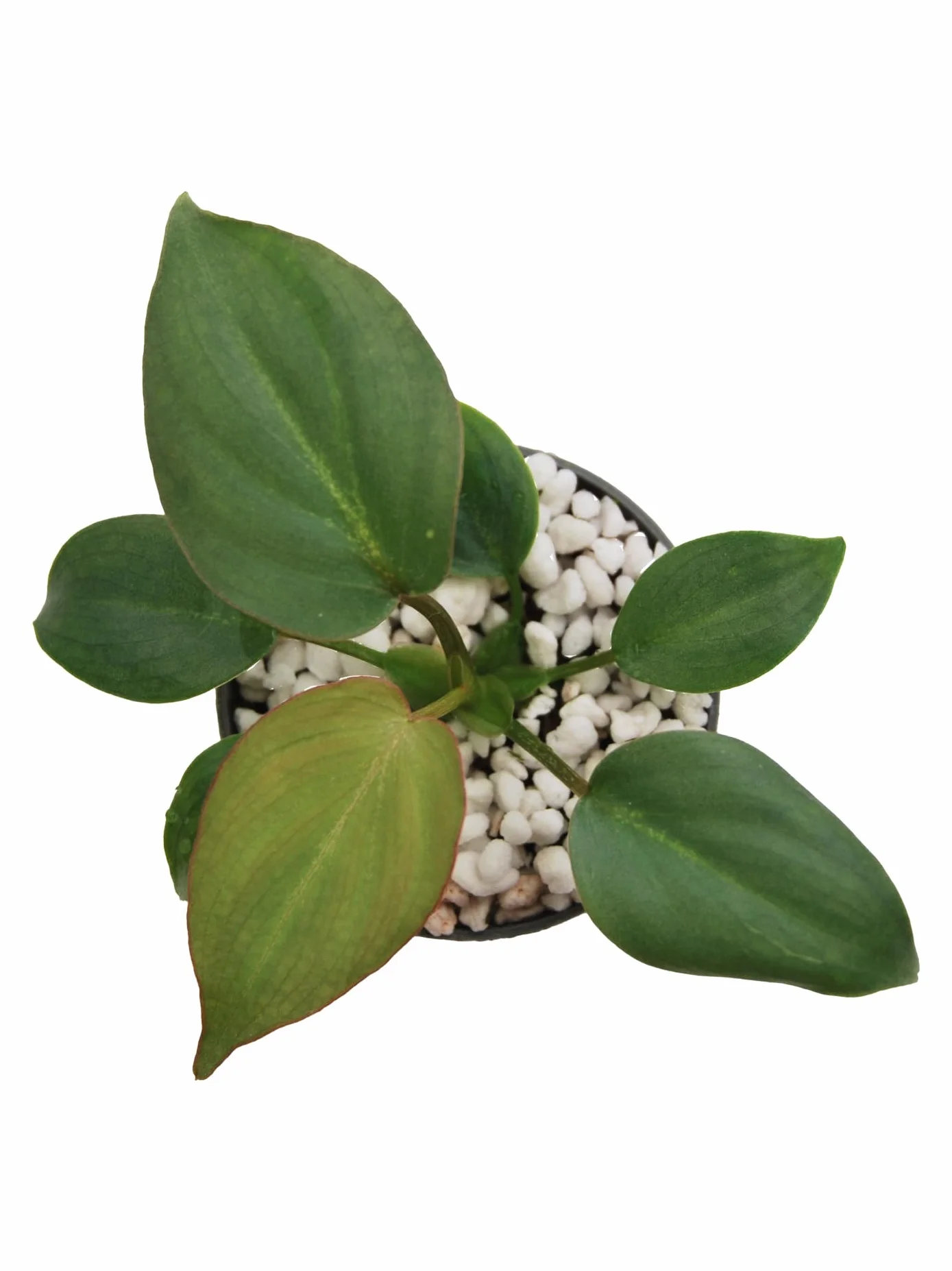 Pinaster Platinum Perlita para Plantas - 5 litros - Granulometría 2-6 mm - Sustrato Profesional para Macetas, Semilleros, Cactus, Huertos, Hidroponia - Mejora el Drenaje y La Oxigenación
