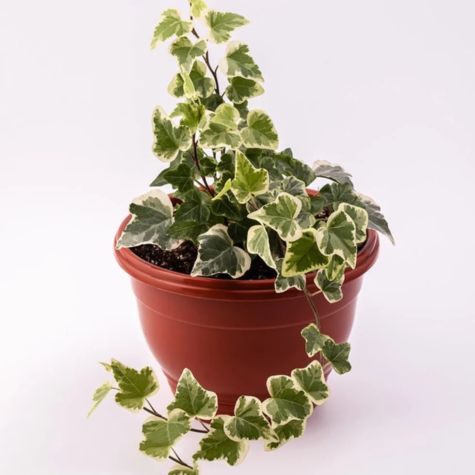 Semillas de hiedra Hedera Nepalensis para cubrir el suelo, plantas trepadoras resistentes al invierno, decorativas para pared y balcón