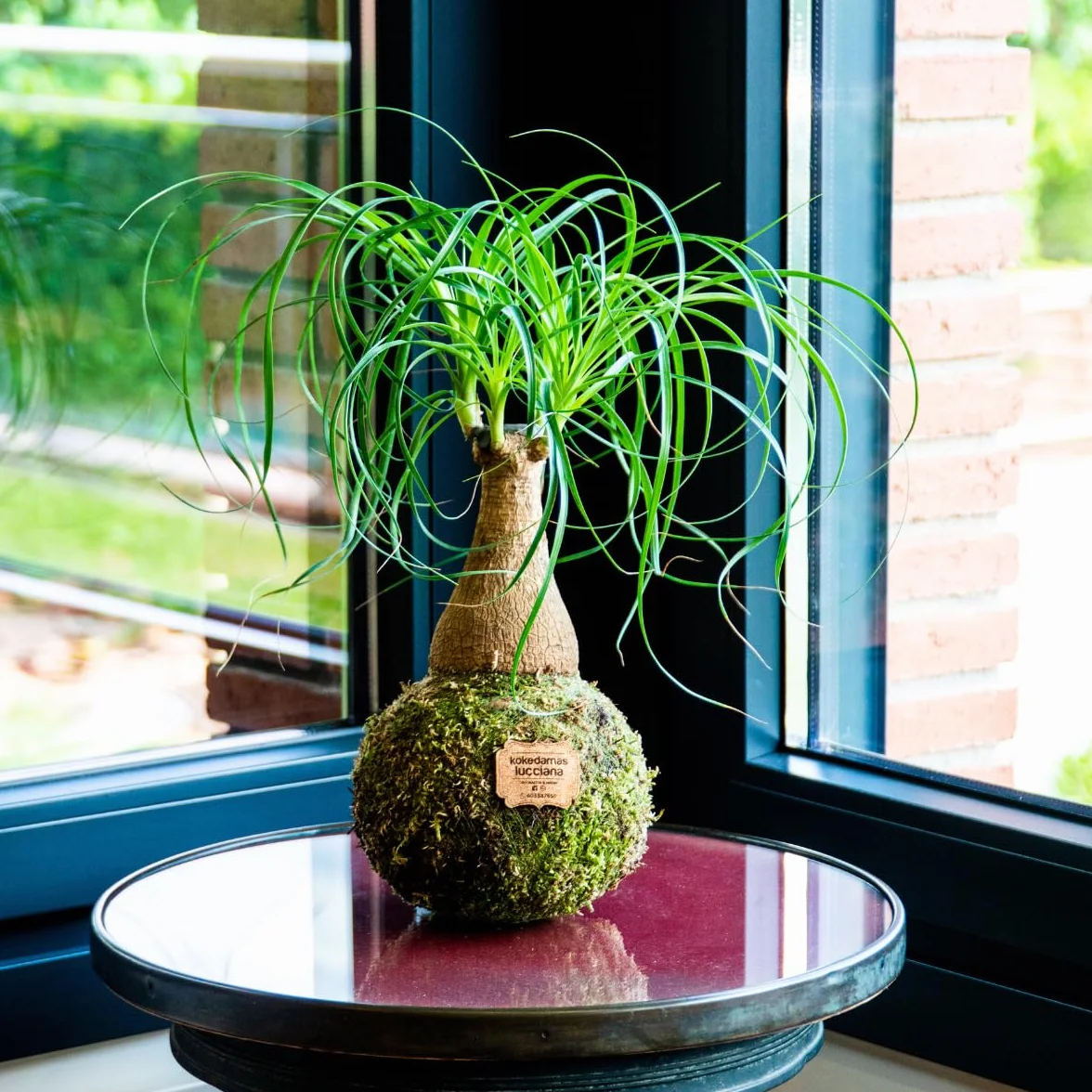 Kokedama Beaucarnea Natural Planta Interior Decoración Hogar