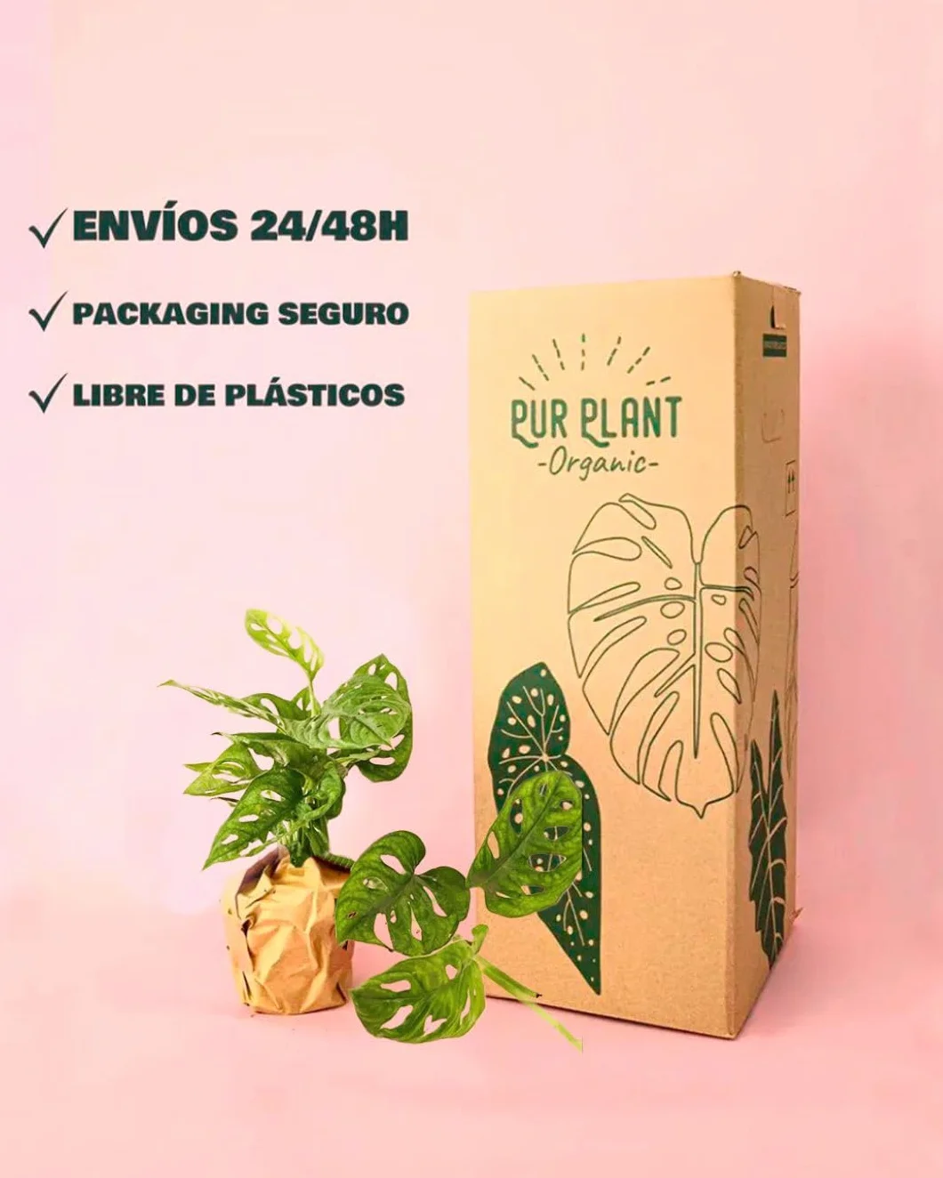 Monstera adansonii PUR PLANT Planta natural interior Maceta Ø12 cm Monkey Leaf