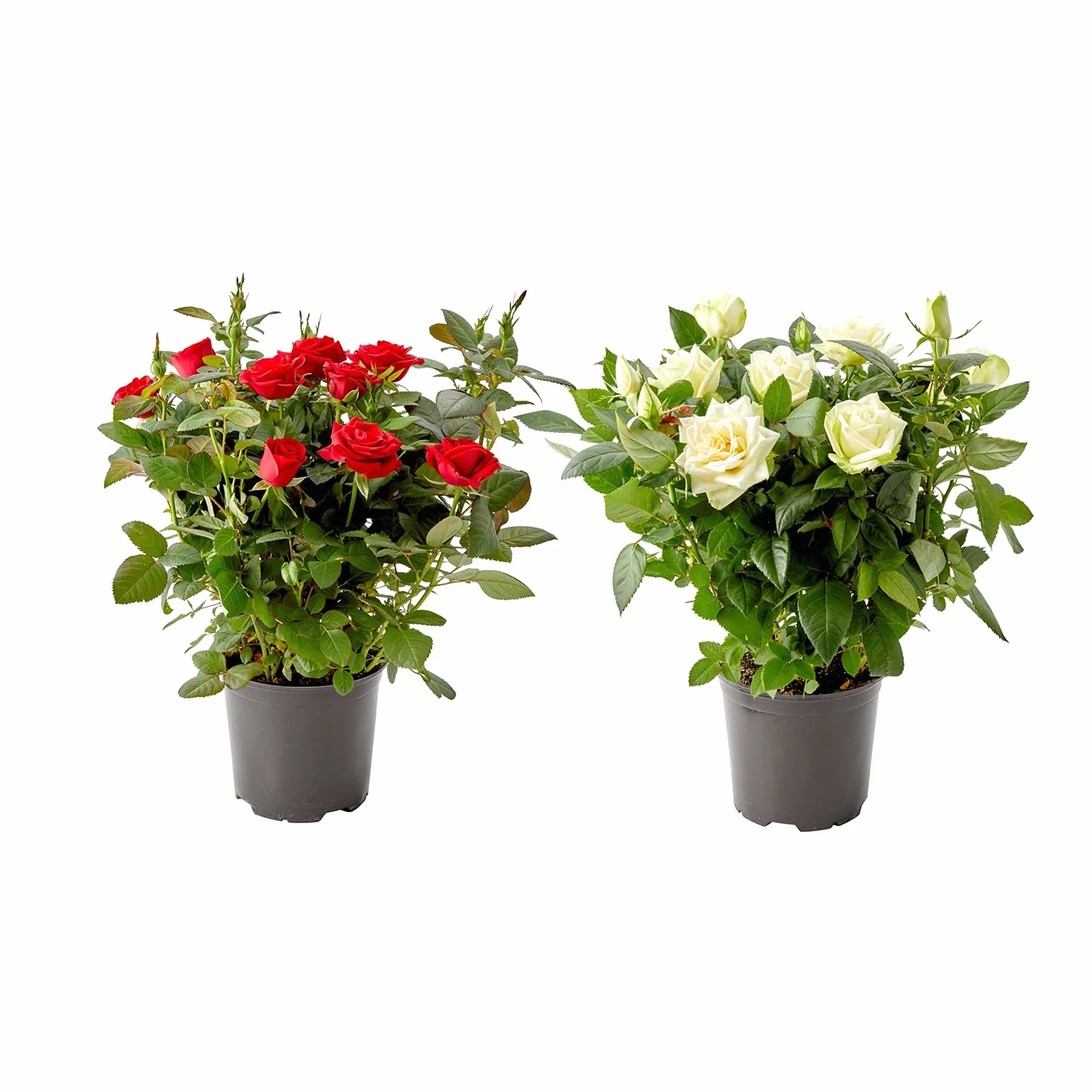 DECOALIVE Rosal Planta Natural Pack 2 Plantas Flores de Rosas en Maceta