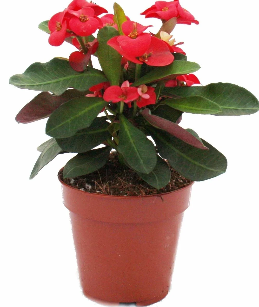 Cactus Corona Cristo Rojo Planta Natural DECOALIVE