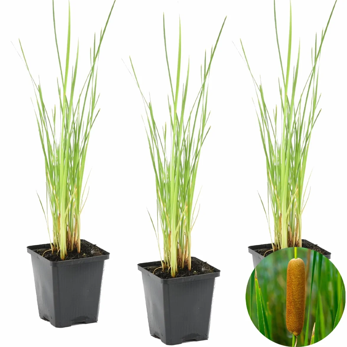 Bloomique Typha latifolia Set de 3 Plantas de estanque Resistente al frío Altura 15-25 cm Maceta 9 cm