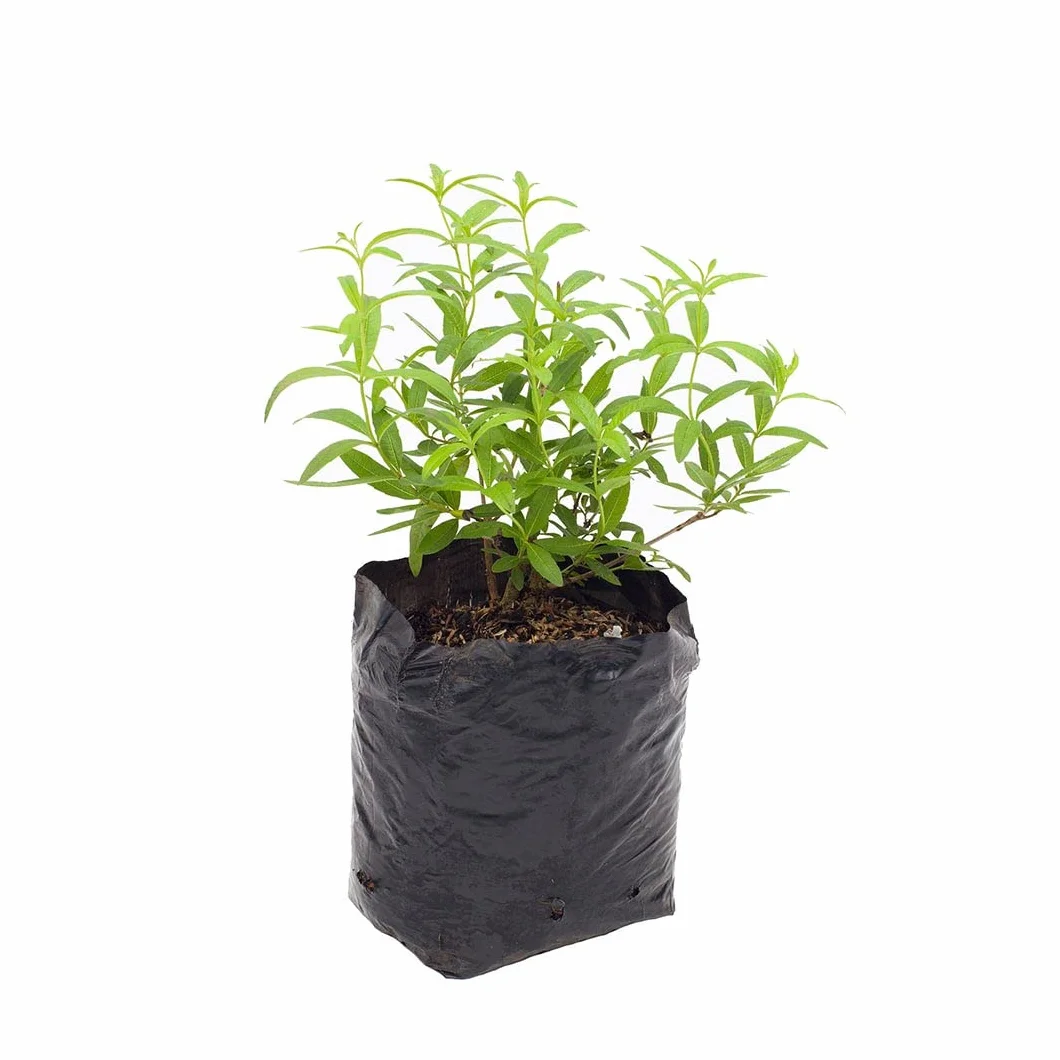 Hierba Luisa Natural Árbol Resistente Fácil de Cuidar