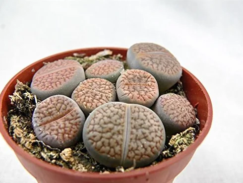 Lithops Living Stone several plants in 8,5 cm pot