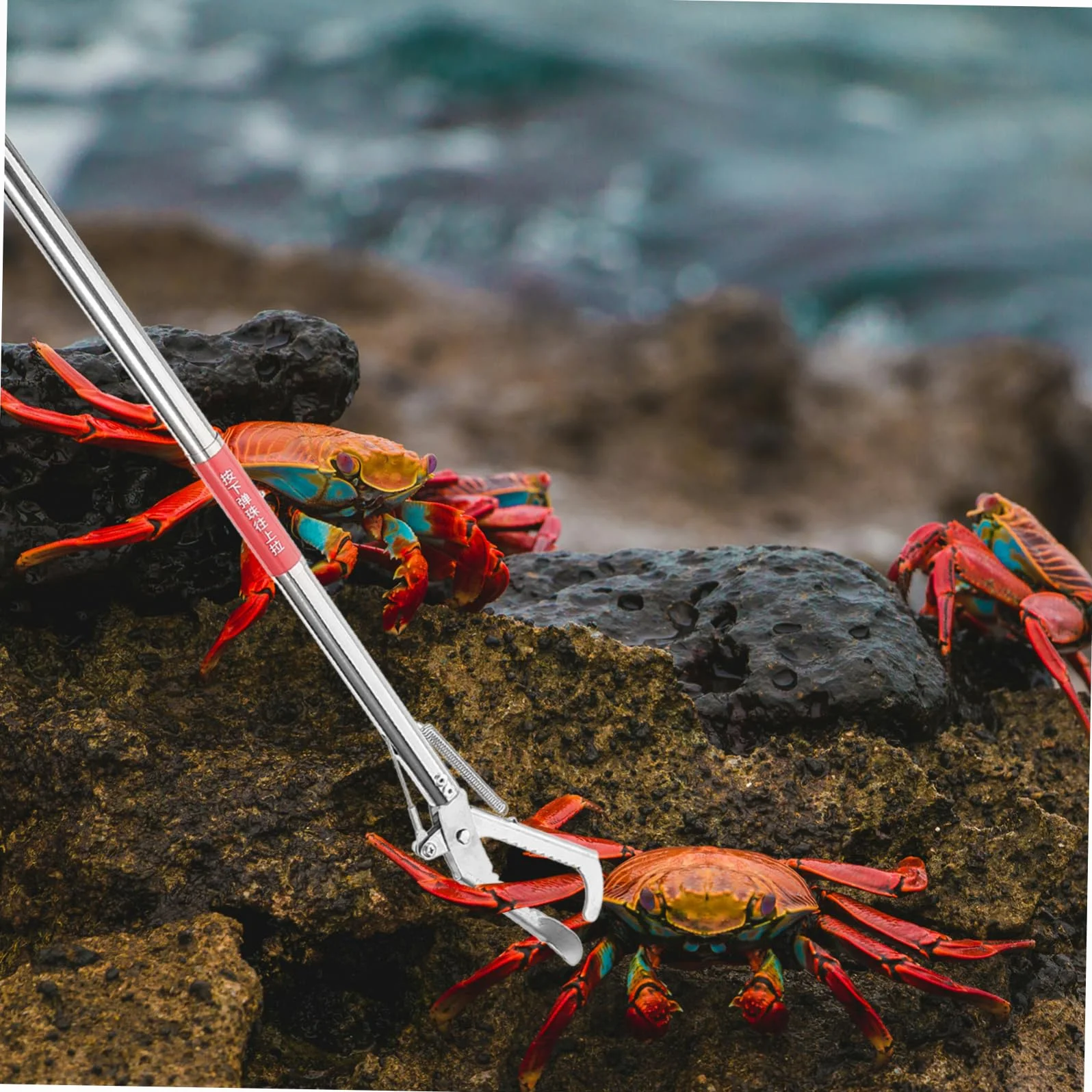 Alipis Pinza Multiusos Inoxidable para Cangrejos y Eels Herramienta de Pesca