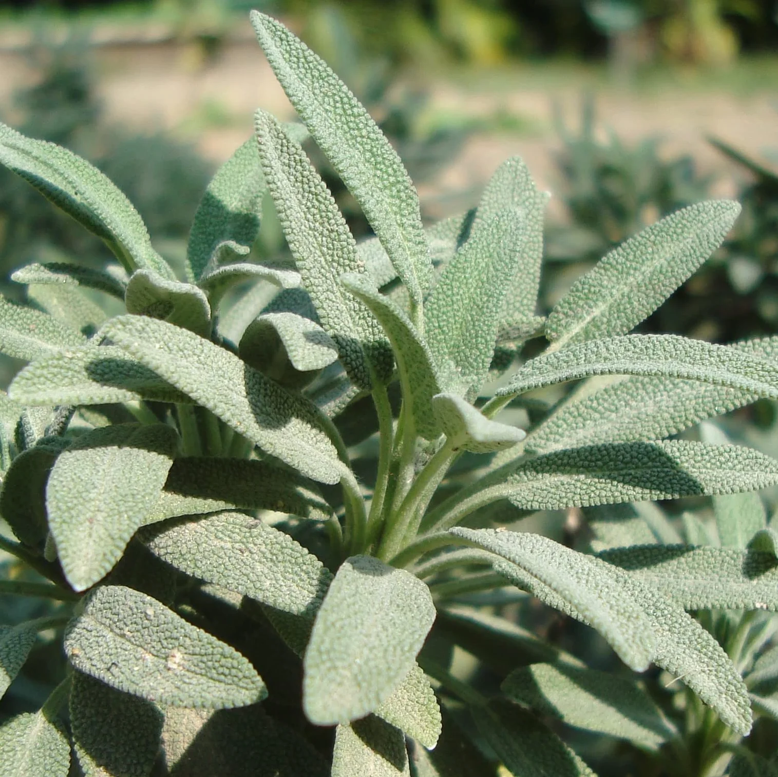 Mariselva Salvia lavandulifolia 30 semillas
