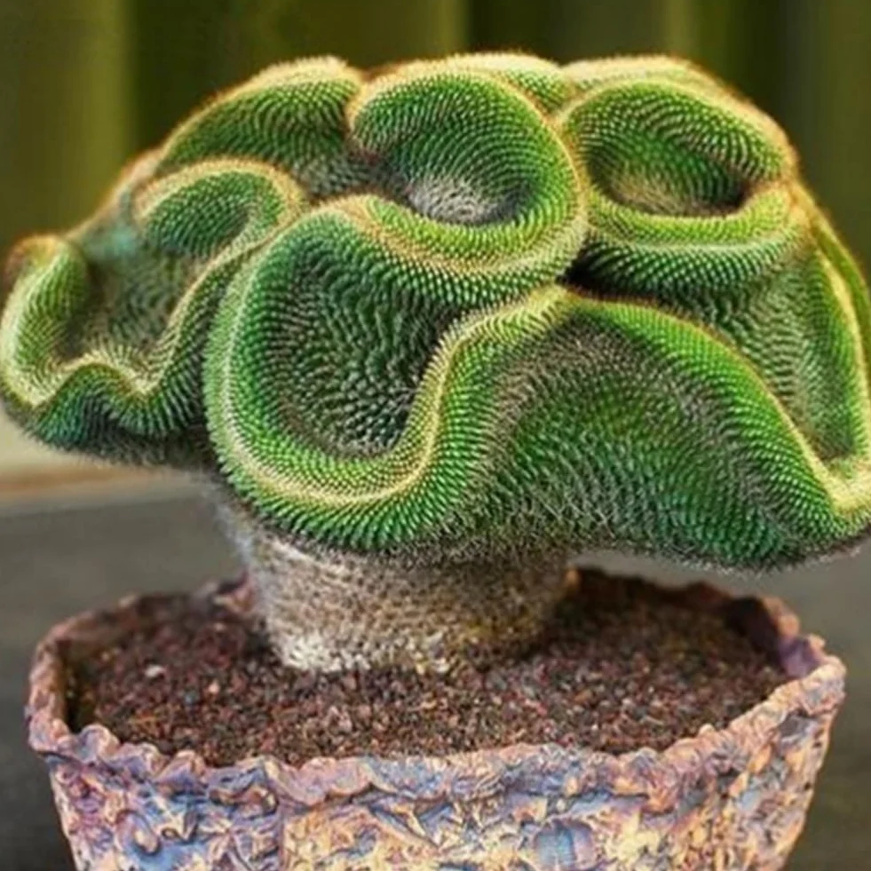 30 Semillas de Cactus Raras Planta Suculenta Decoración Hogar Oficina Bonsai Regalos Jardinería