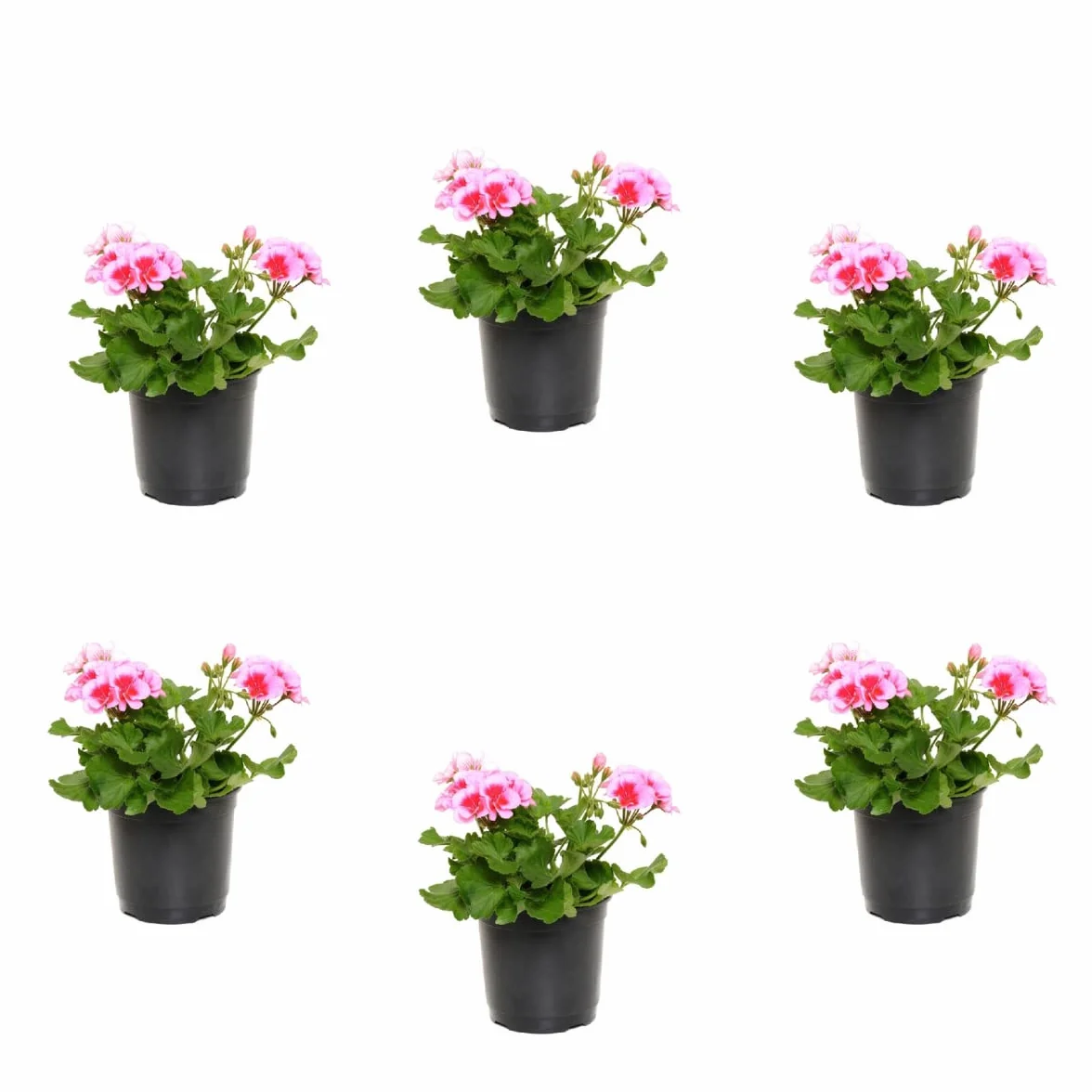 Verdecora Pack 6 Geranios Zonal Maceta Ø13cm 30-35cm Planta Natural Exterior