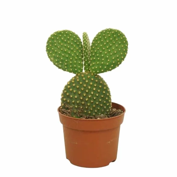 DECOALIVE Opuntia Microdasys Cactus Natural para Decorar el Hogar