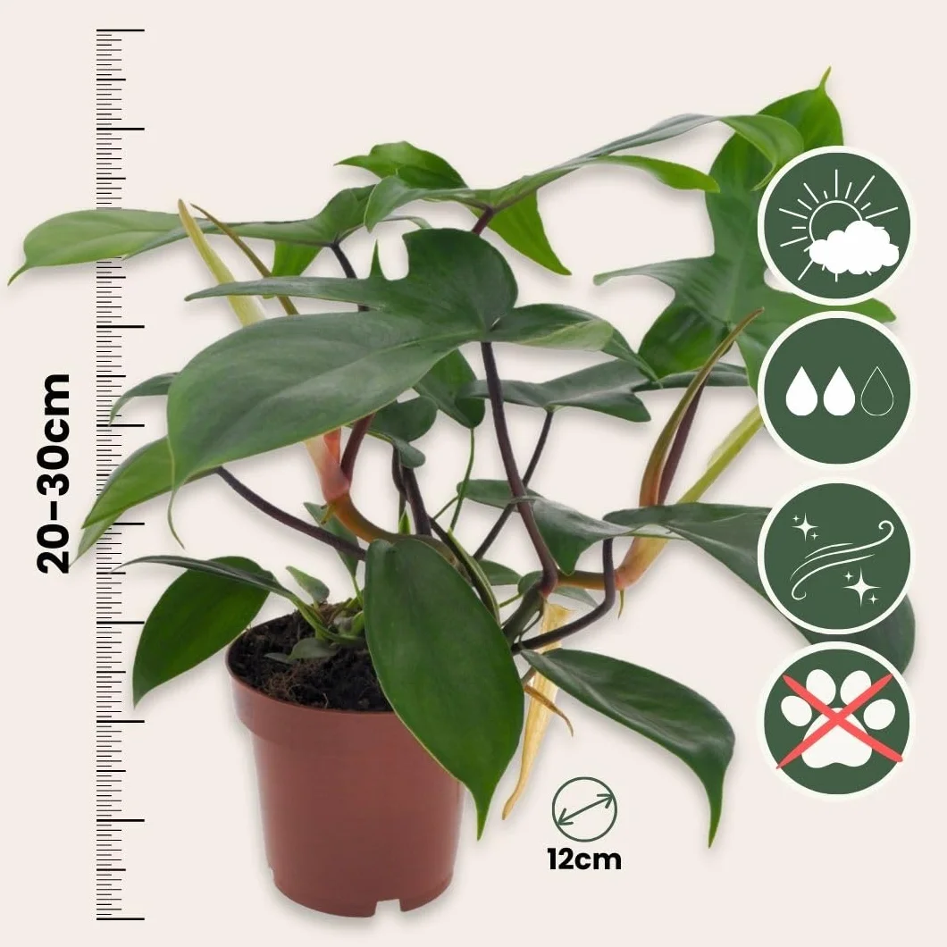 Philodendron Florida Green Planta Interior Purificadora Aire Maceta 12cm Altura 20-30cm