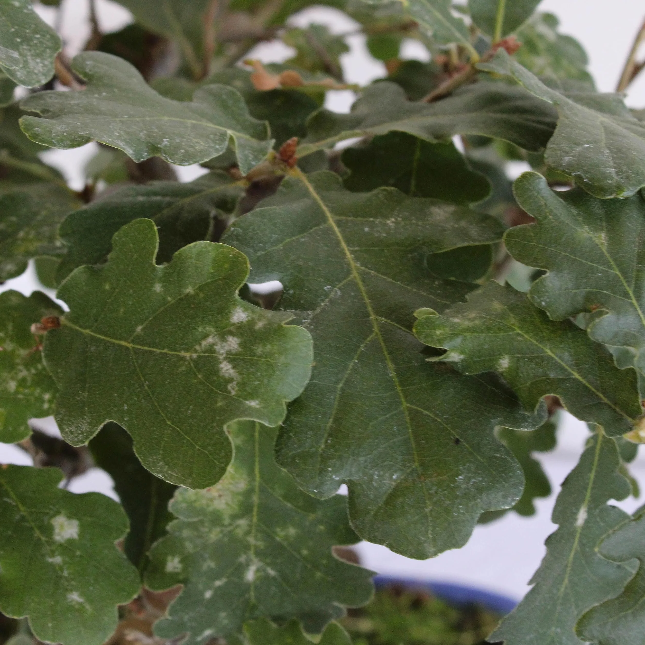 KENTIS - Bonsái Quercus Pubescens - Bonsái de Roble Pubescente Japonés - Maceta de Cerámica de Ø 21 cm H 25-35 cm