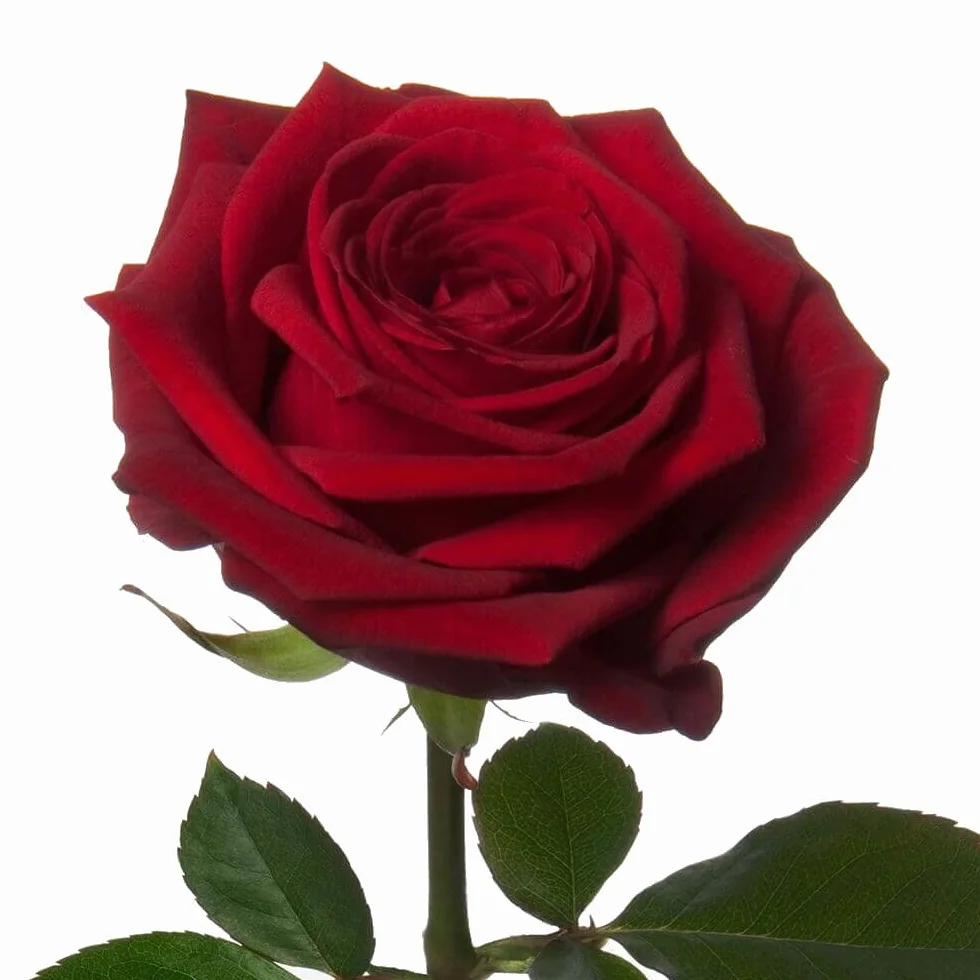 Rosal Meilland Rojo Arbustivo Grandiflora Planta de Exterior Flores Rojas