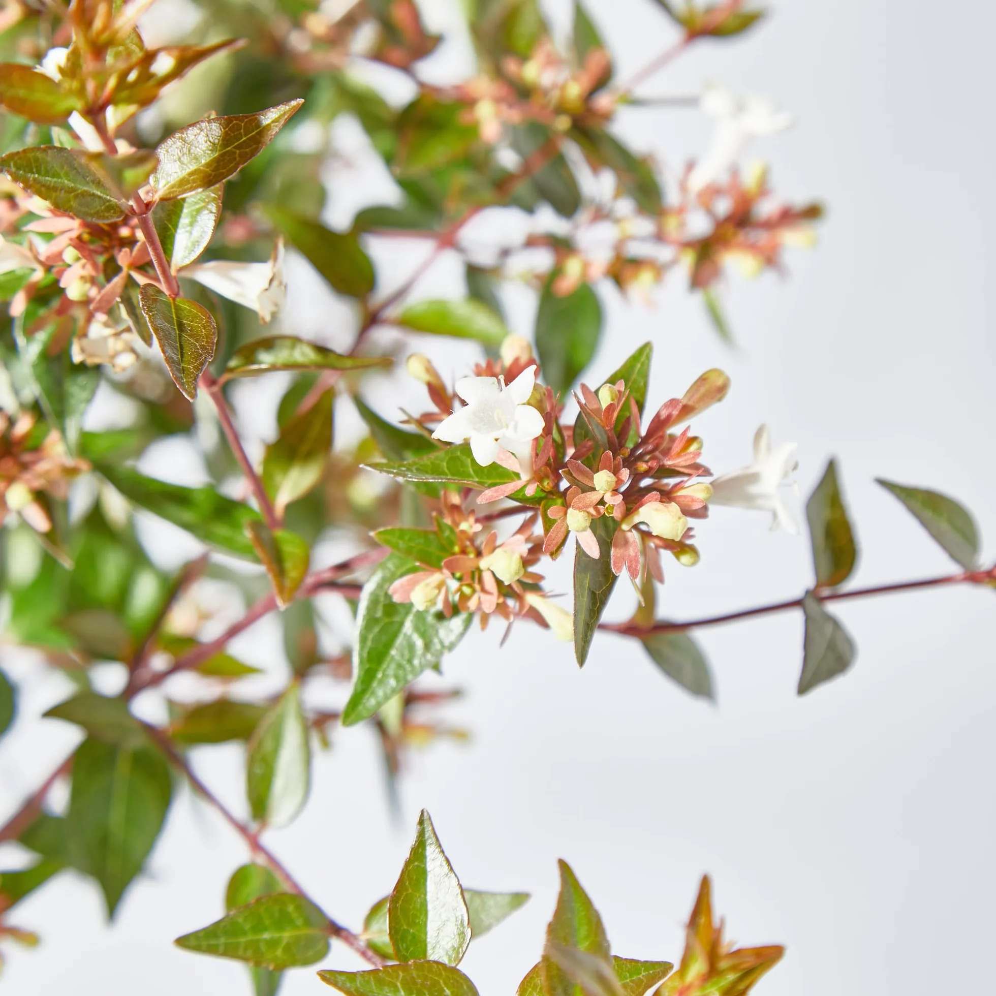 Verdecora Abelia en maceta 3L | Planta Natural de Exterior | Arbusto con Flores Aromáticas
