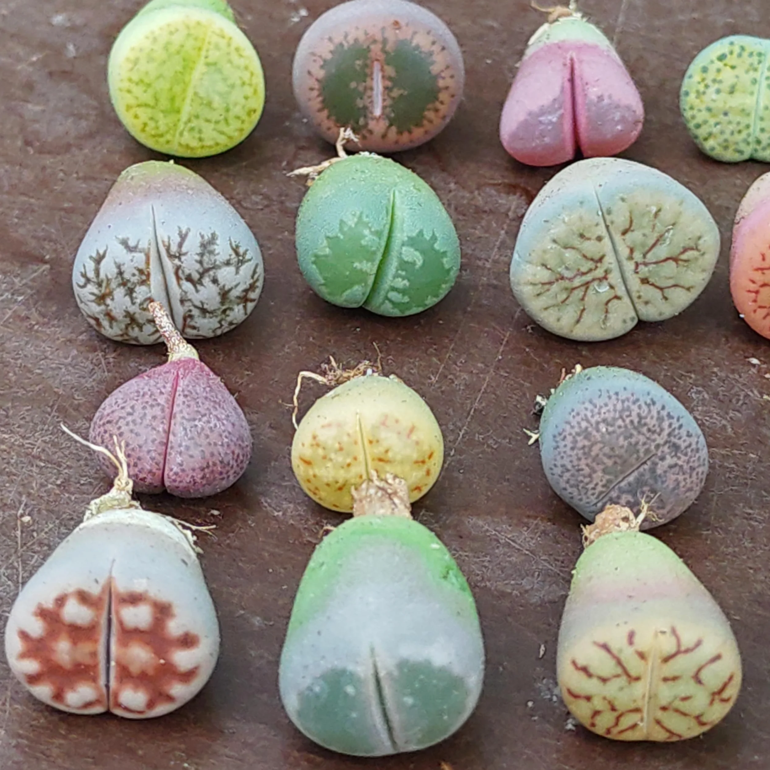 SUNNYPLANTS Lithops Mezcla Raros Suculentas Piedra Viva Mini Plantas Interior 20