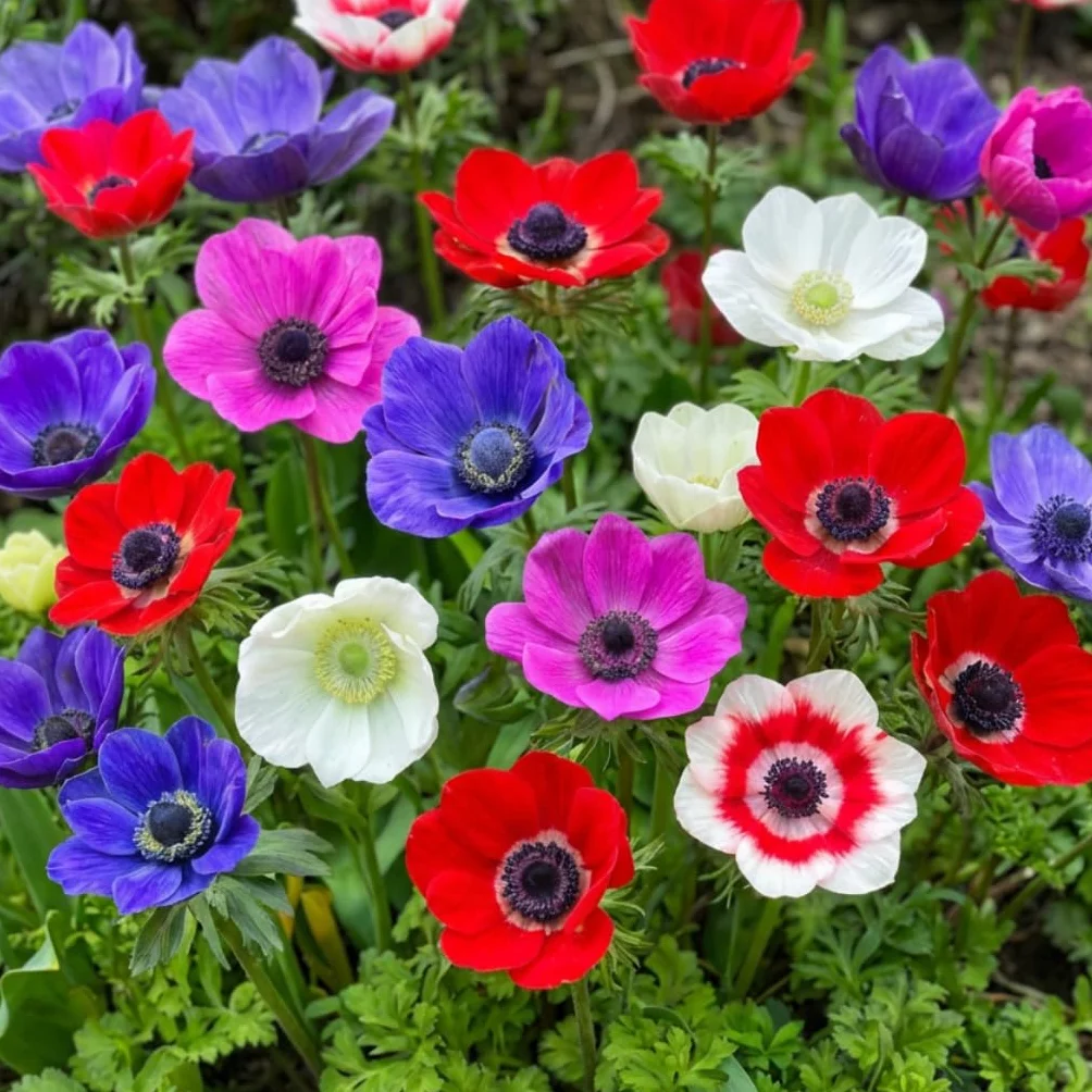 Bulbos de Anémona de Caen 50 Piezas - Flores Perennes Resistentes al Invierno para Macetas y Jardines