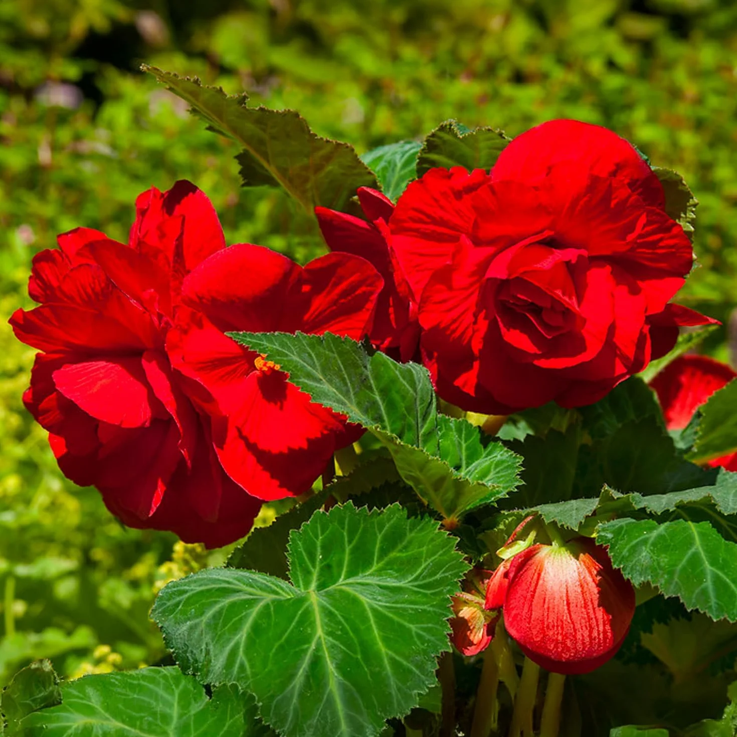 Bulbos de Begonia Doble Roja 3 uds. Selección exclusiva Holanda