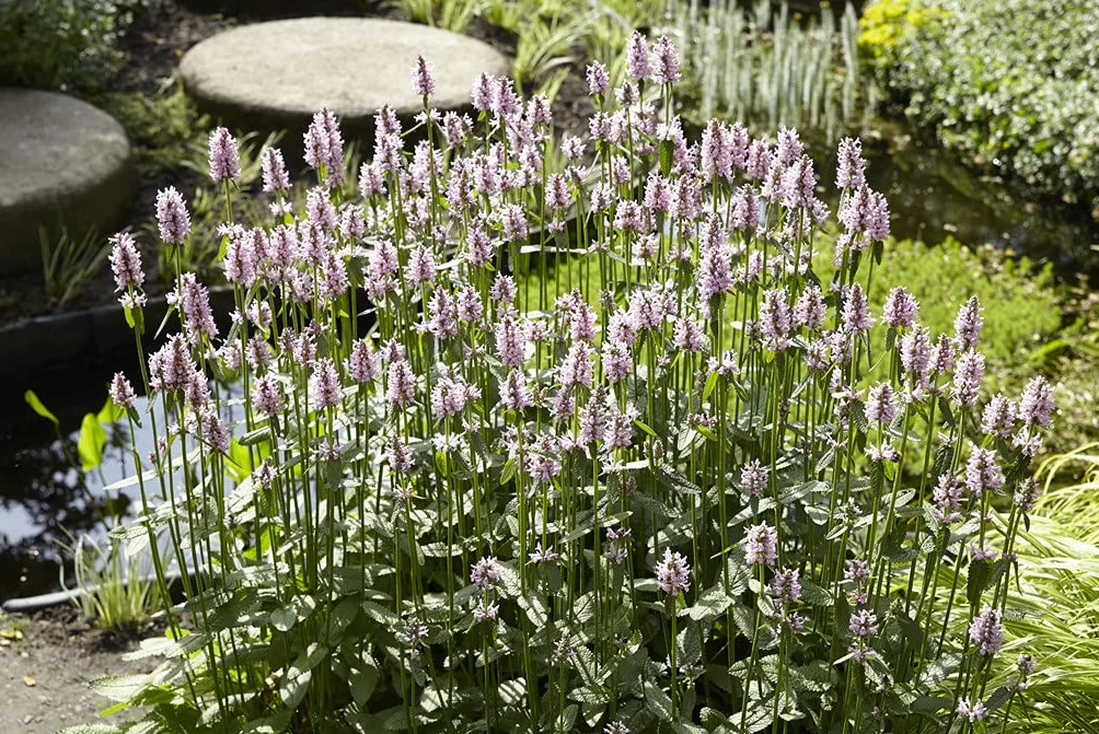 Bloomique Mentha aquatica Set de 6 Plantas de estanque Acuáticas Resistente al frío Altura 10-20 cm Maceta 9 cm