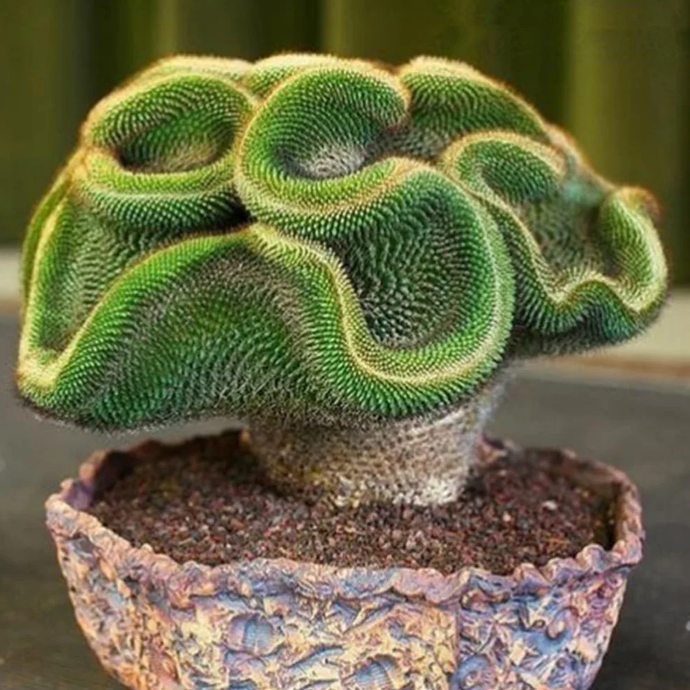 30 Semillas de Cactus Raras Planta Suculenta Decoración Hogar Oficina Bonsai Regalos Jardinería