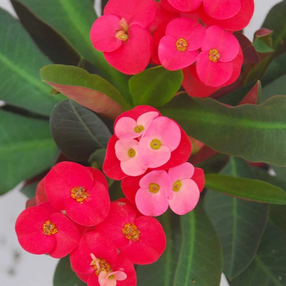 DECOALIVE Corona de Cristo Roja Planta Natural Interior Exterior