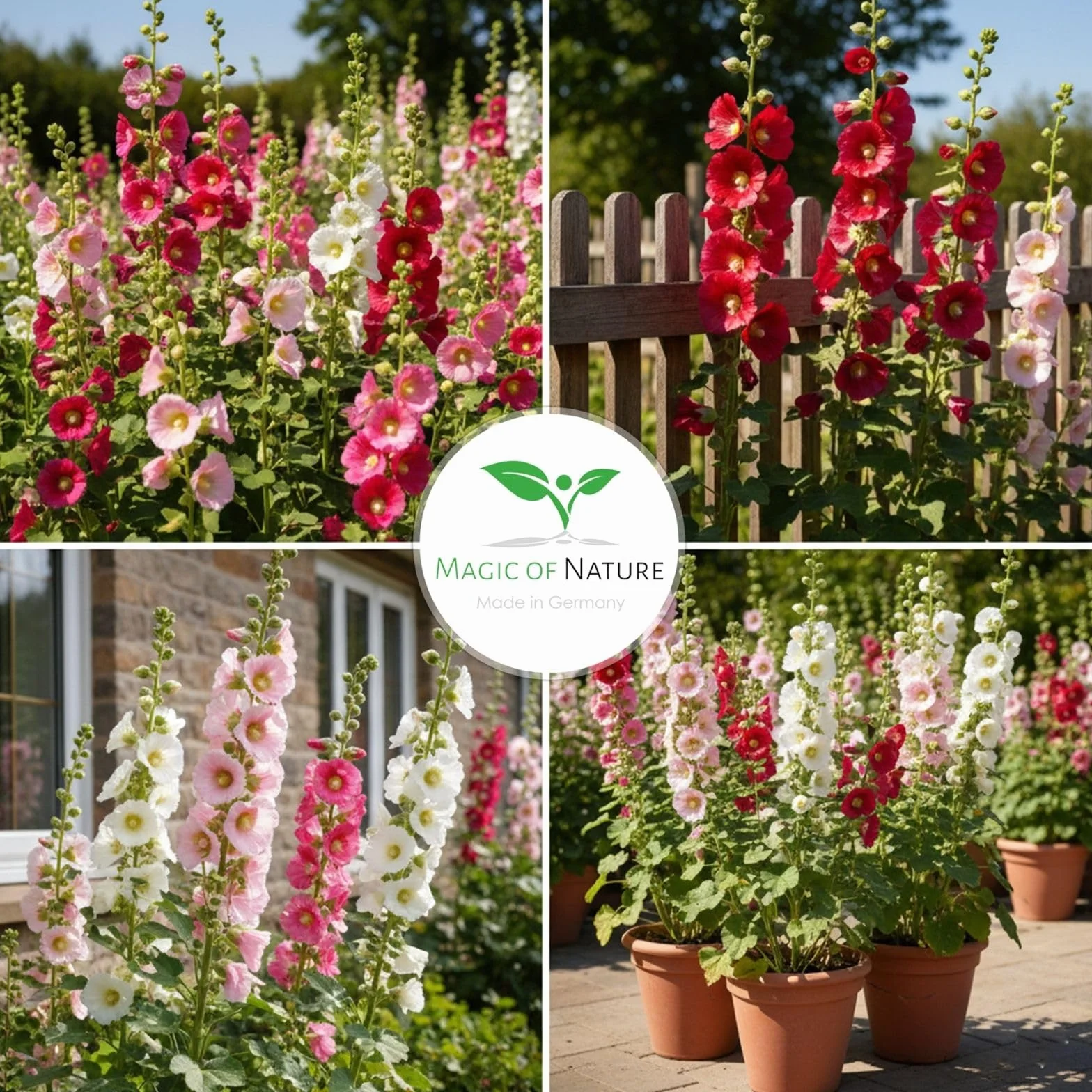 Magic of Nature Alcea Rosea Mix 50 Semillas Flores de Jardín Perenne