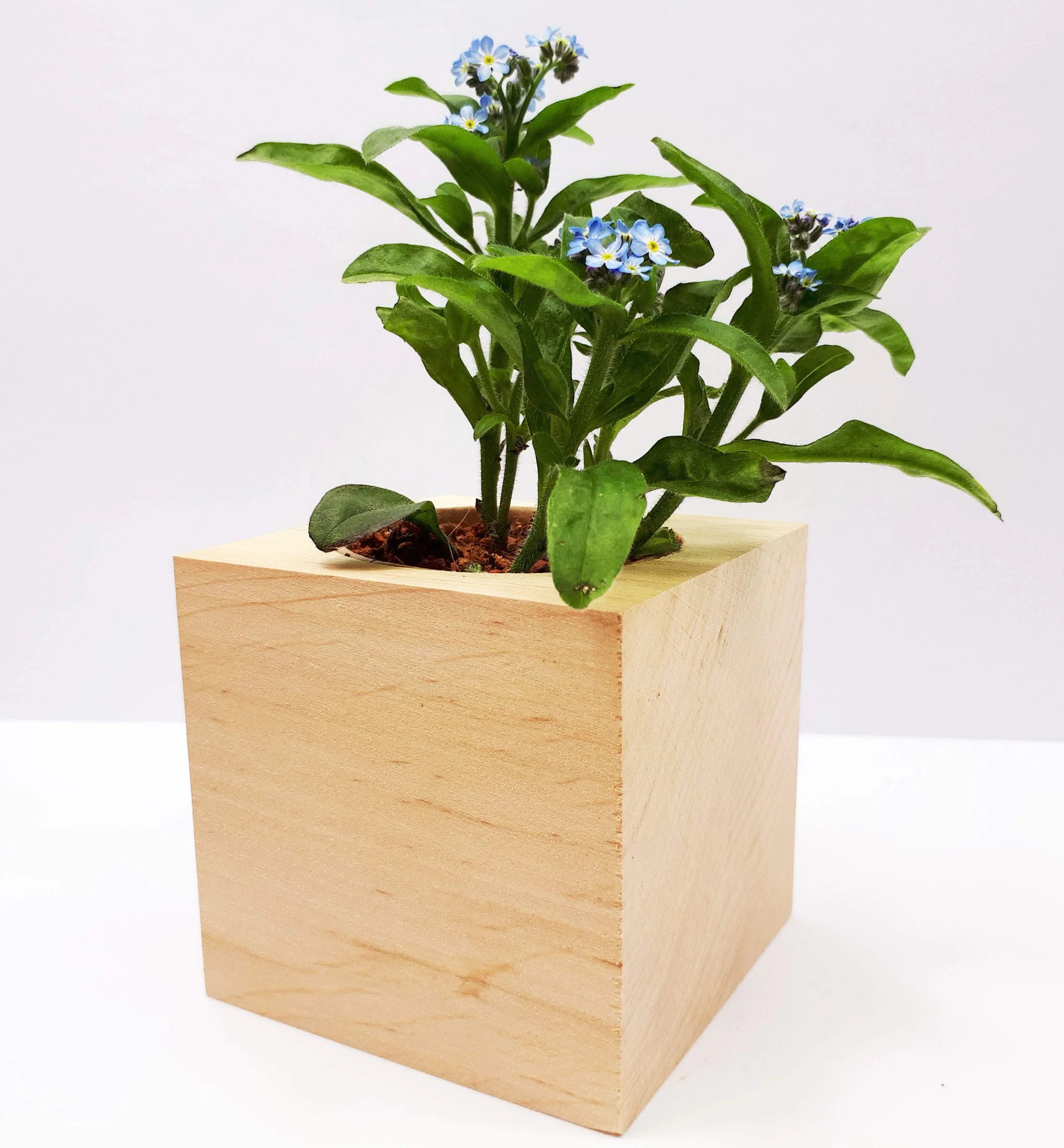 Feel Green Ecocube Forget-Me-Not, set de cultivo sostenible, plantas en cubos de madera, fabricado en Austria