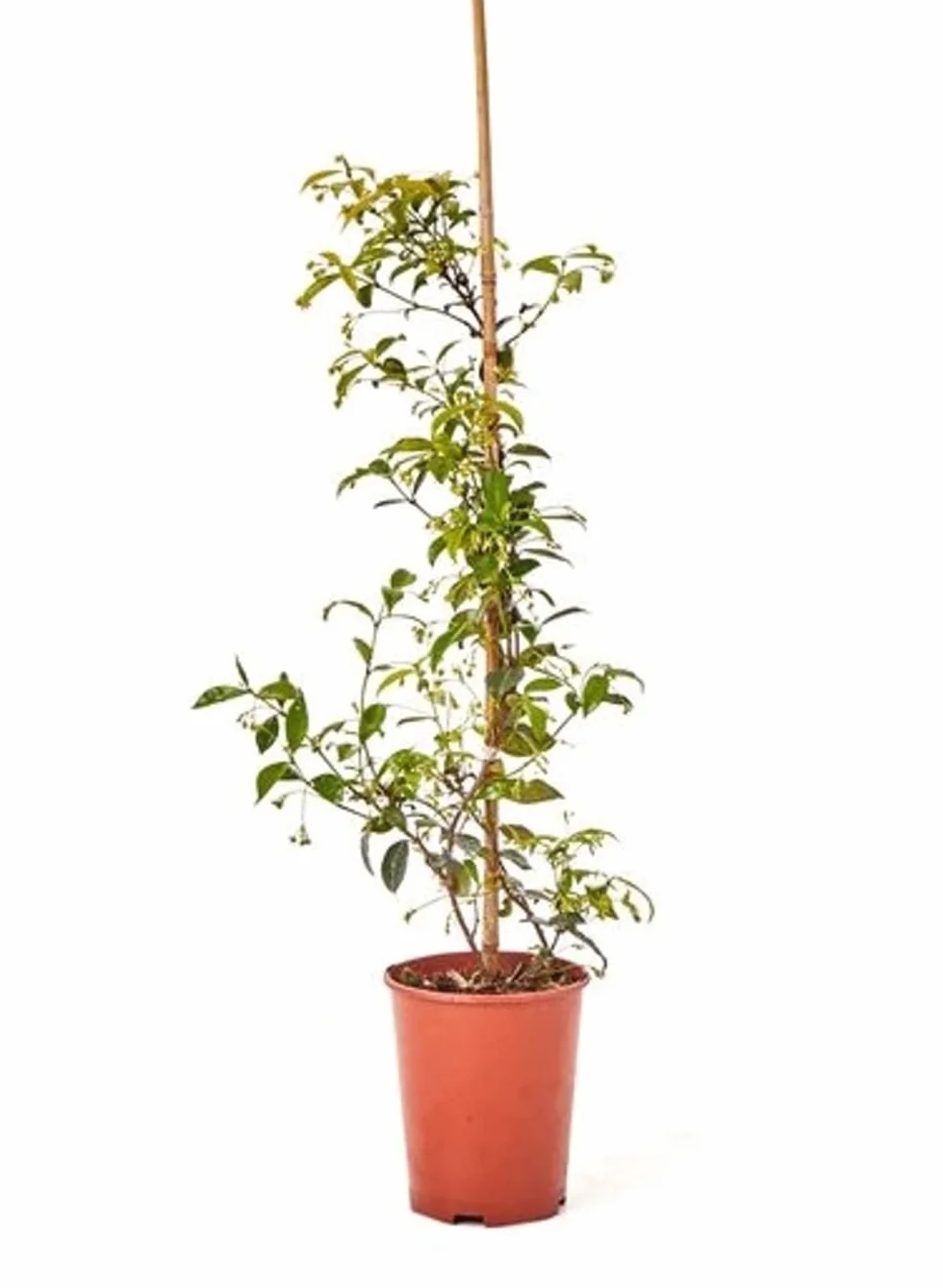 Jazmín Estrella - Jazmin Chino o Chile - Falso jazmín Planta natural con flor de exterior (Maceta 3 Litros)