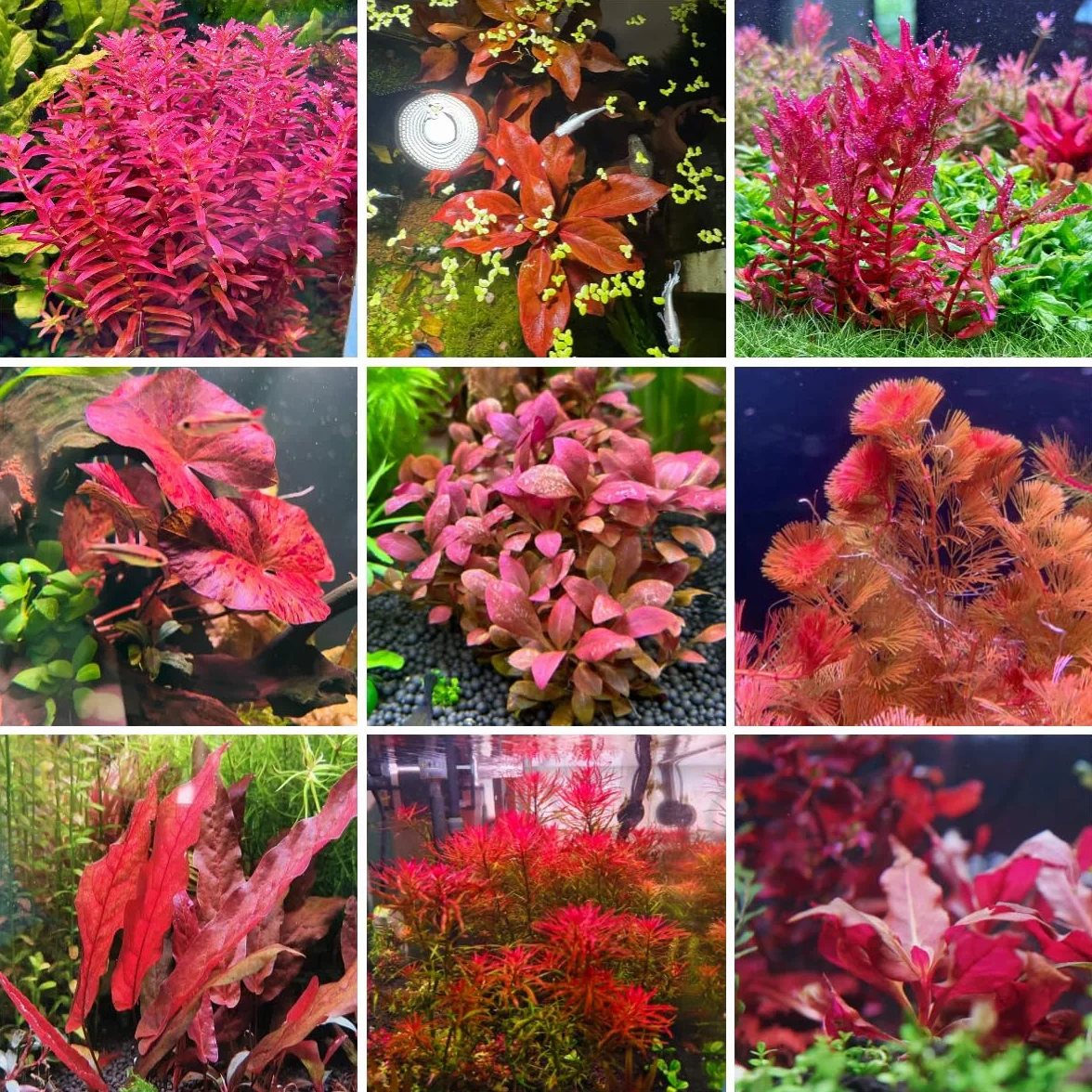 Semillas orgánicas para acuario 300pcs decoración sostenible raras