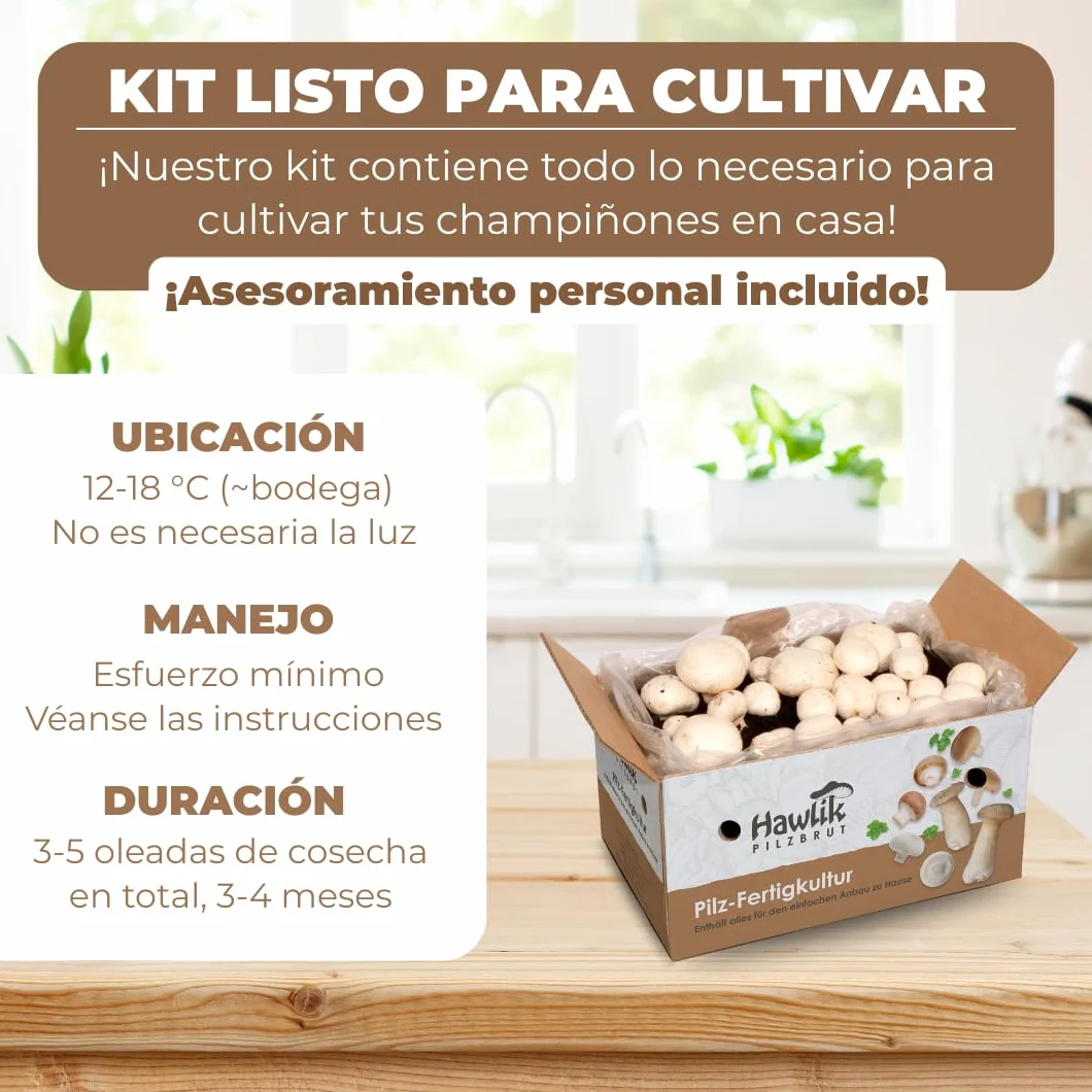 Hawlik Pilzbrut 2 cultivos de champiñones blanco y marrón pequeño Portobello
