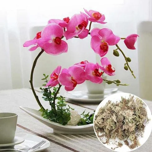 Esfagno seco 12 L para orquídea Phalaenopsis jardinería