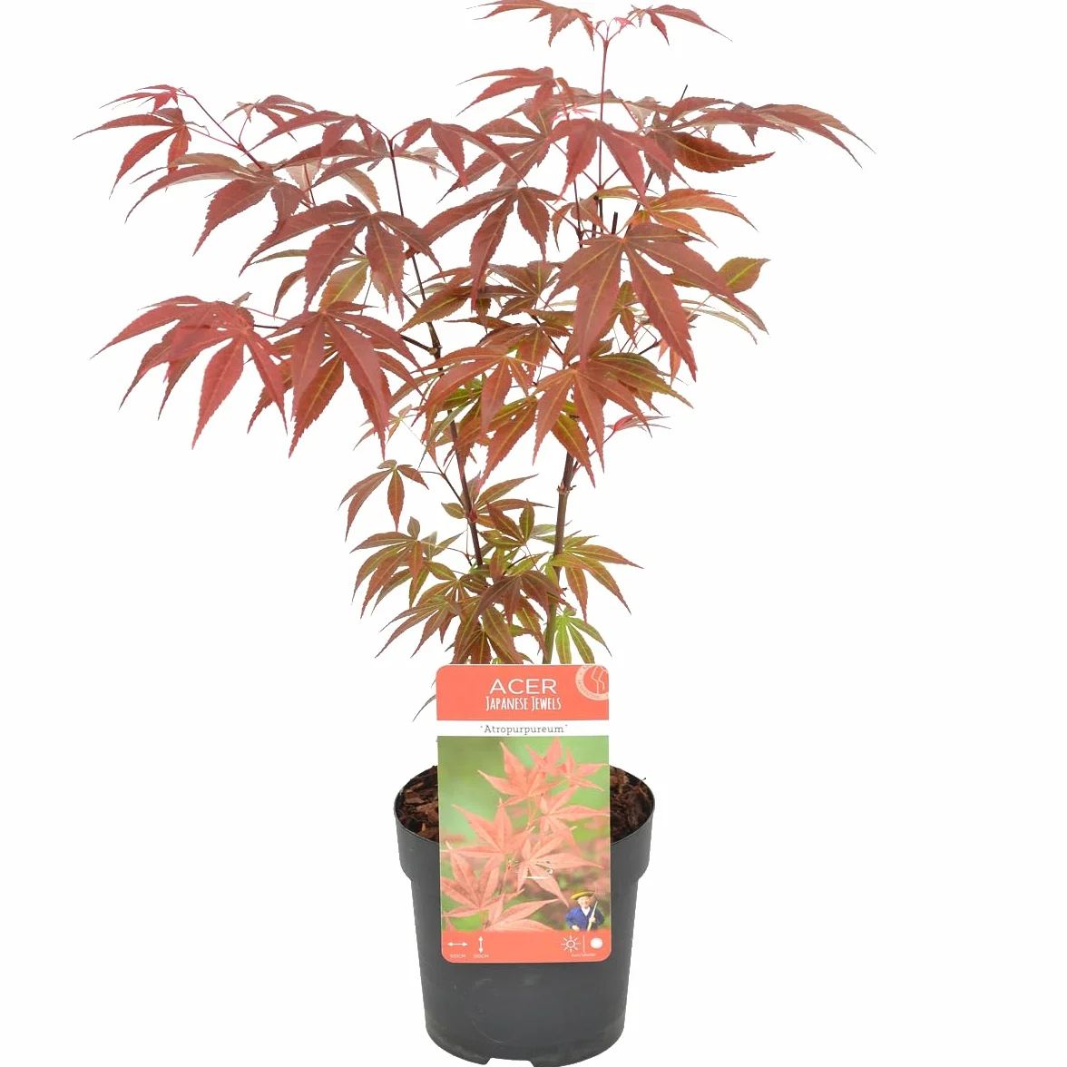 Bloomique Acer palmatum Atropurpureum Arce japonés Hoja variegada Plantas de jardín Resistente al frío Altura 20-30 cm Maceta 10,5 cm