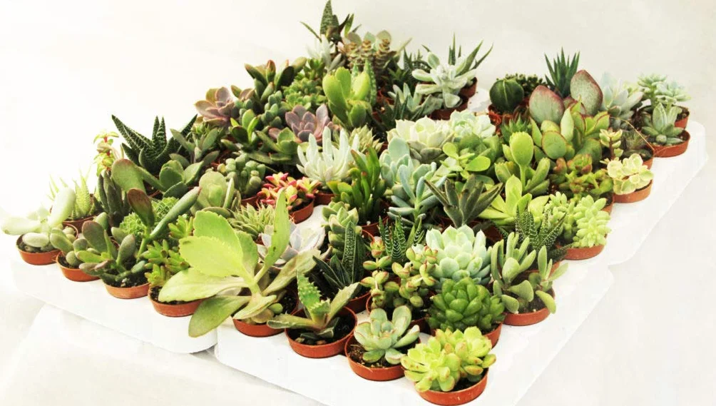 Suculentas naturales raras coleccionables sin espinas 5,5 cm Viggiano Cactus