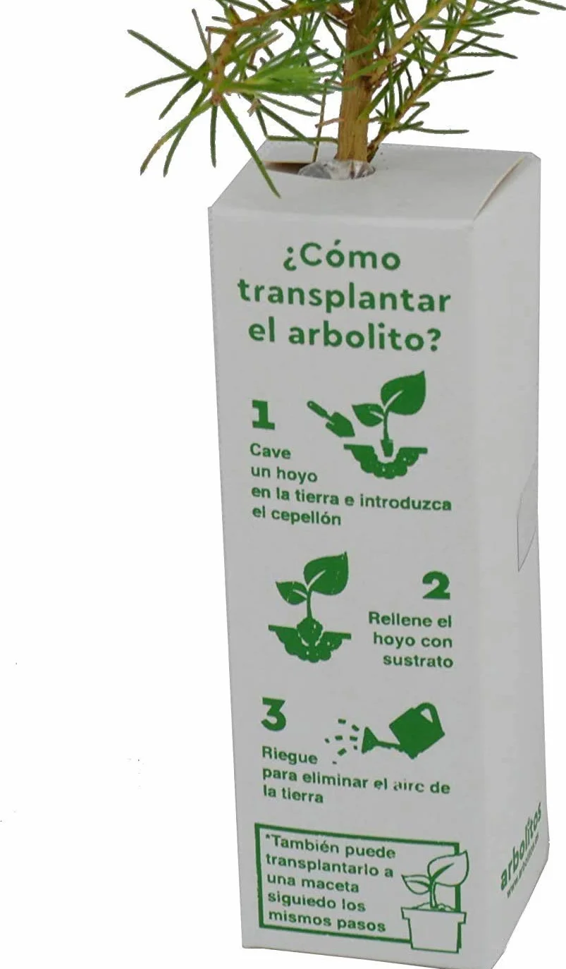 Arbolito de pequeño tamaño en Caja de Madera