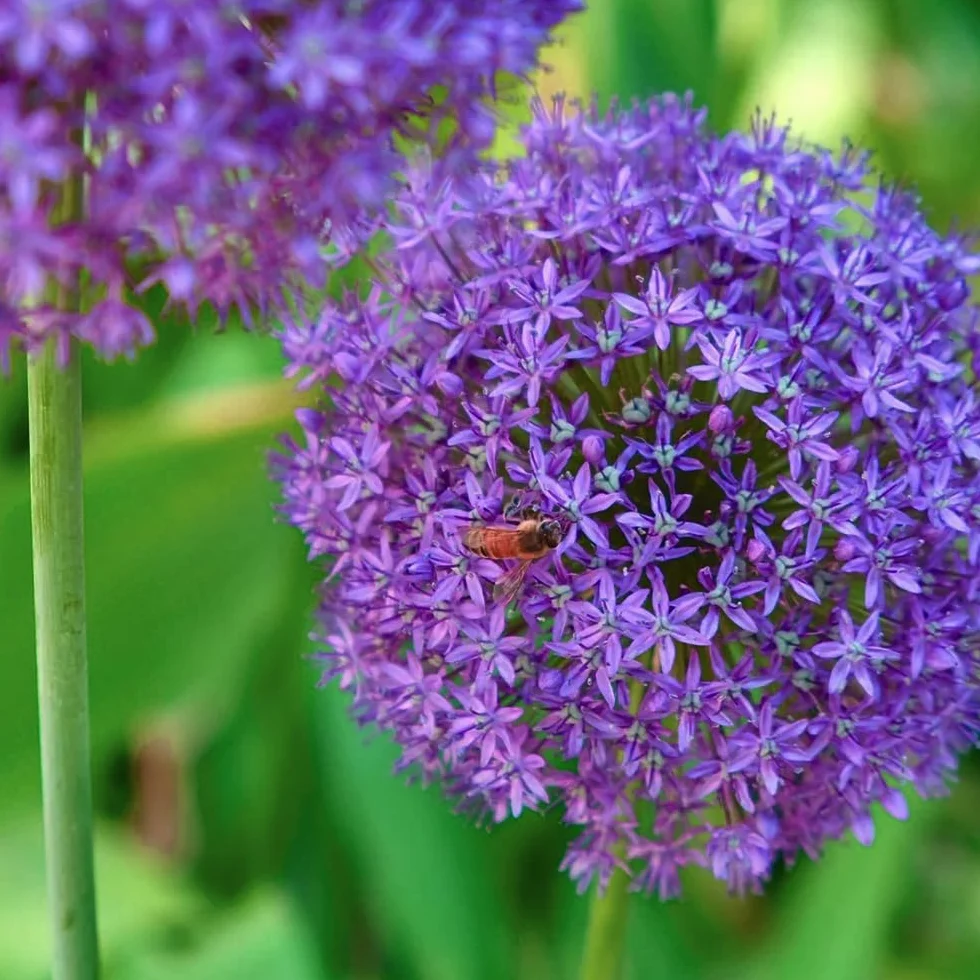 Bulbos de Allium giganteum ornamentales resistentes perennes 10 piezas