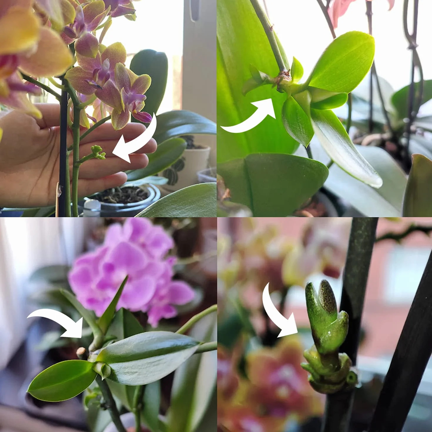 Miracle Lab Keiki Pasta de clonación Fórmula de citoquinina para orquídeas plantas de interior 0.33 onzas