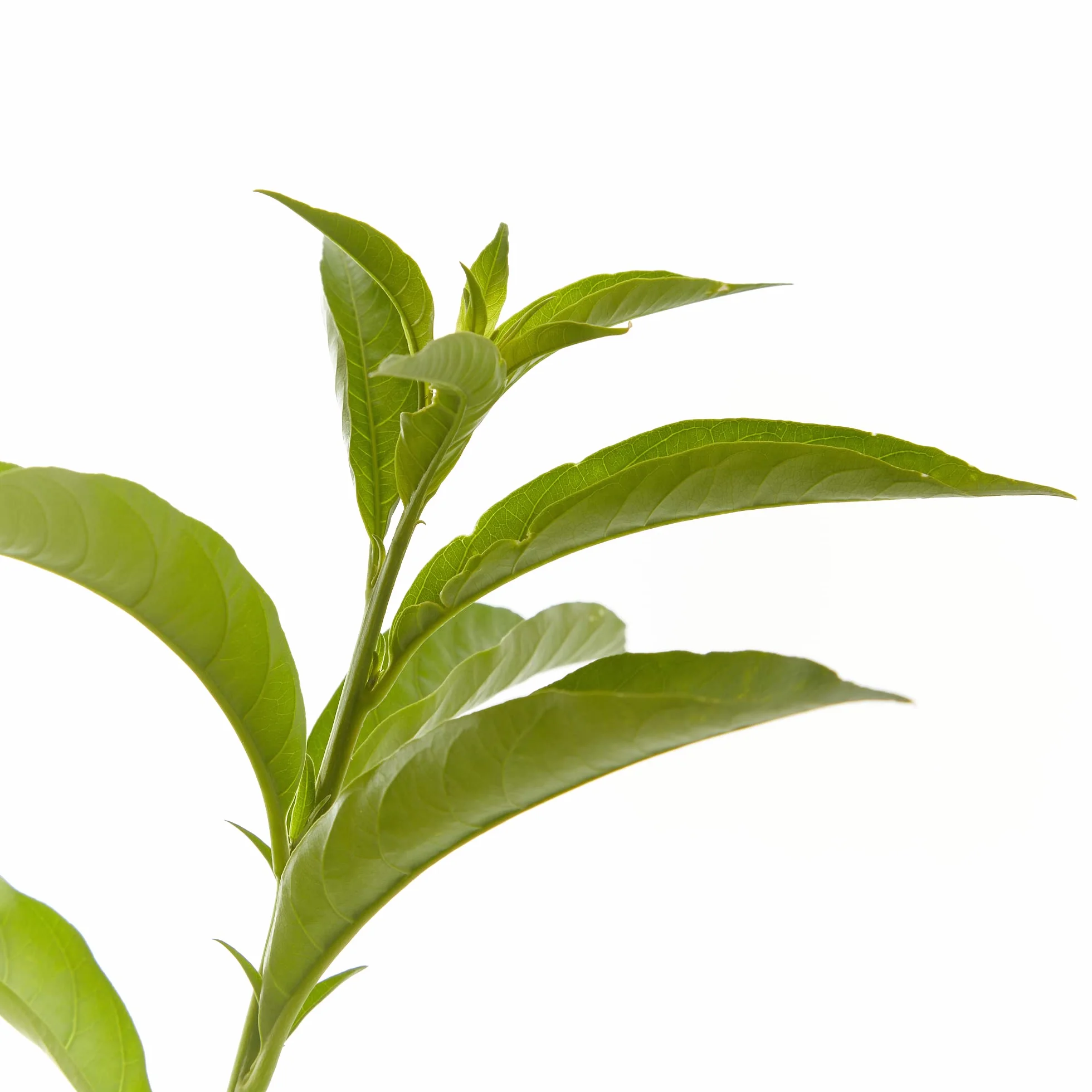 Cestrum nocturnum Galán de Noche Planta exterior maceta 3L Flores Blancas Perfumadas