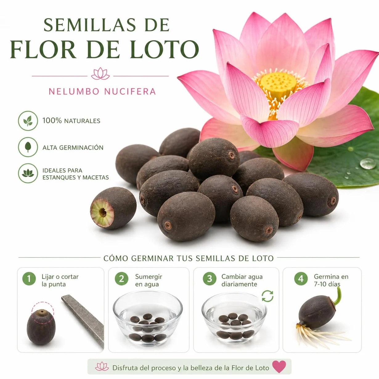 Flor de Loto Nelumbo Nucifera 30 Semillas Premium Edición Pro Master