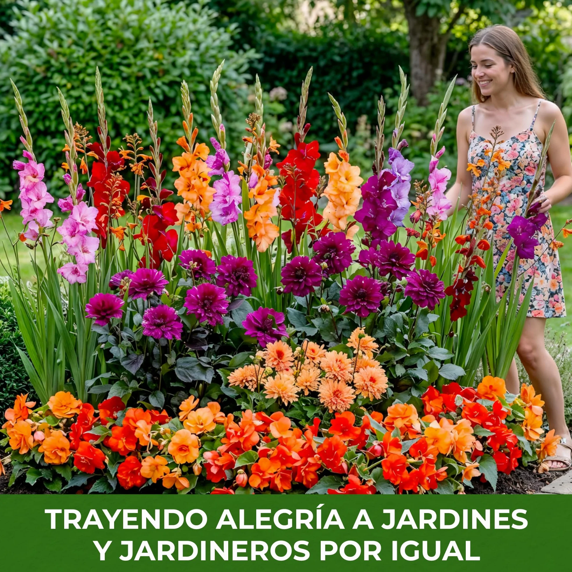 Bulbos de Flores de Verano Colorido 25 Piezas Gladiolos Dalias Begonias Crocosmia Holanda