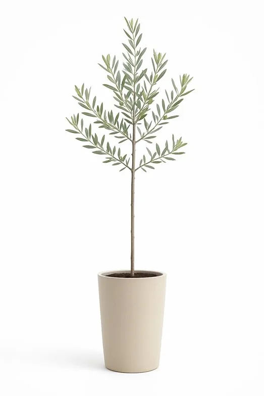 Olivo Picual Natural en Maceta 14x14 cm Altura 90-100 cm Árbol Frutal Resistente Exterior