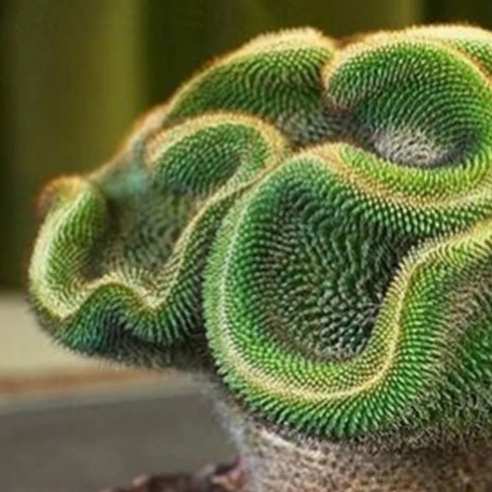 30 Semillas de Cactus Raras Planta Suculenta Decoración Hogar Oficina Bonsai Regalos Jardinería
