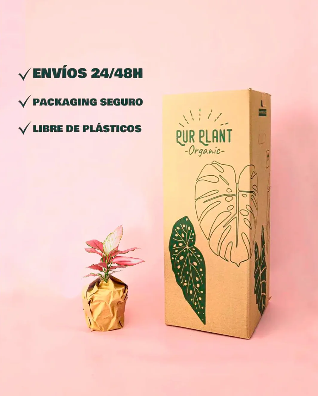 Aglaonema Pink Mini Planta Natural Interior Decorativa Compacta Ø6 cm
