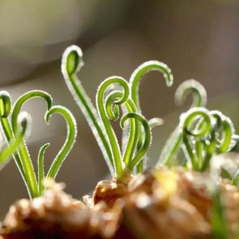 Semillas de bonsái 200 piezas plantas suculentas raras hierba primavera espiral