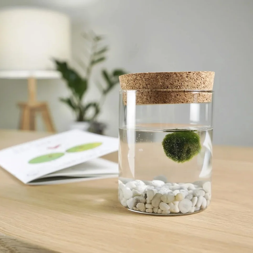 KAKI Marimo individual original tarro cristal tapón corcho ideograma artesanal fondo natural fabricado Italia