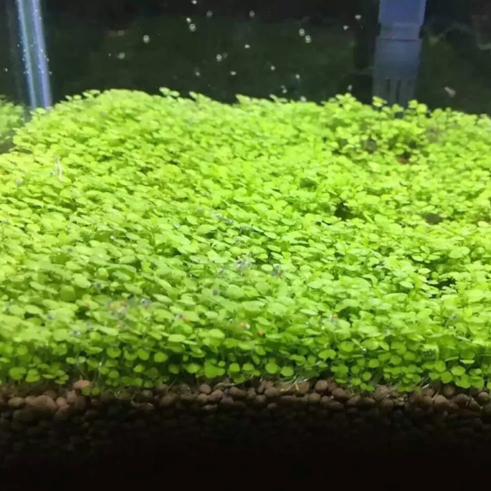 Haloppe Semillas de plantas de acuario para pecera decoración de hierba de agua planta de primer plano jardín
