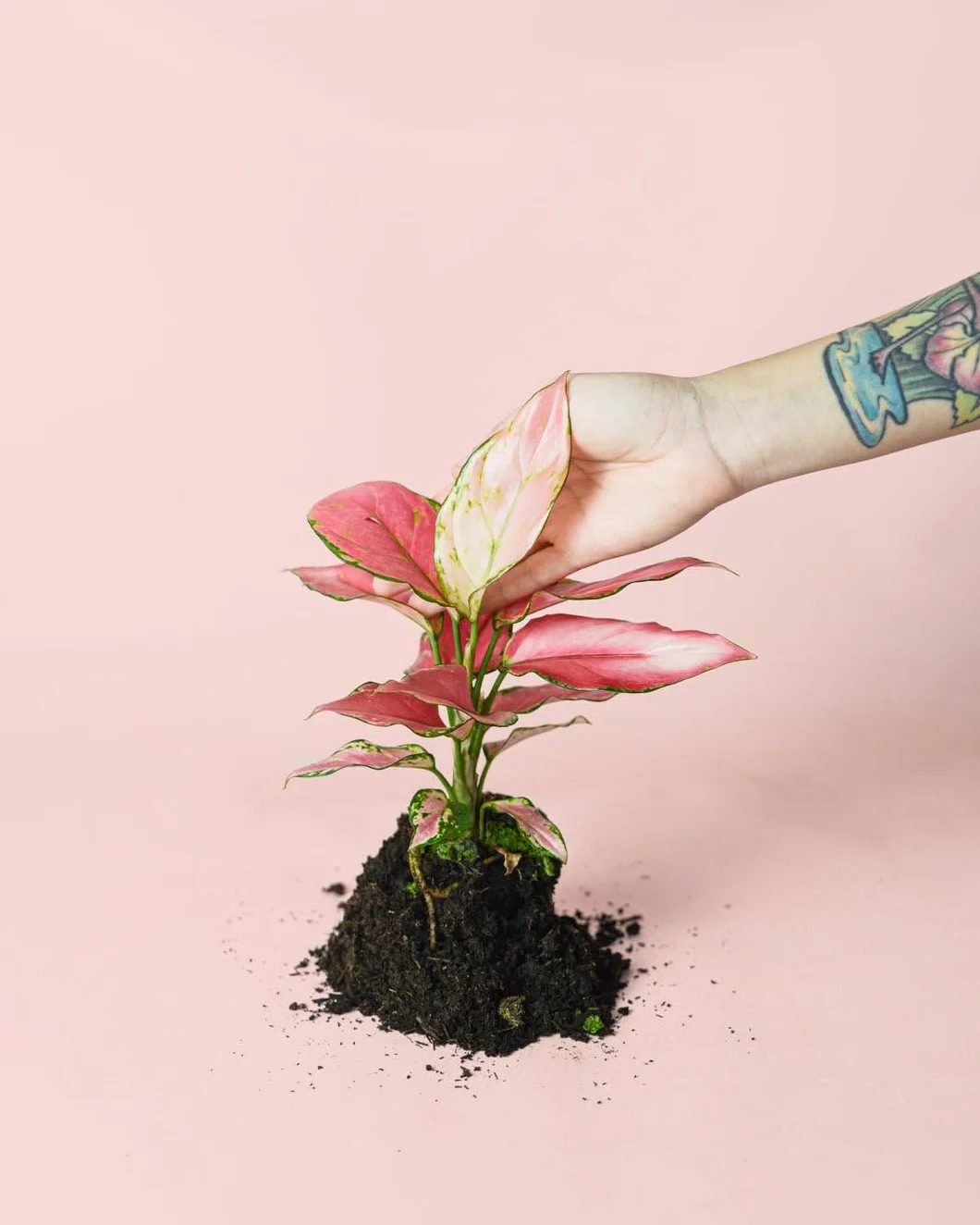 Aglaonema Pink M Roślina Naturalna Wnętrze Pur Plant