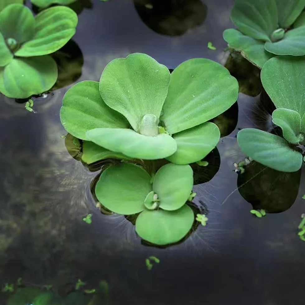 Semillas de Lenteja de Agua Verdes Variedades Antiguas 350pcs Acuáticas Acuario Exótico Jardín
