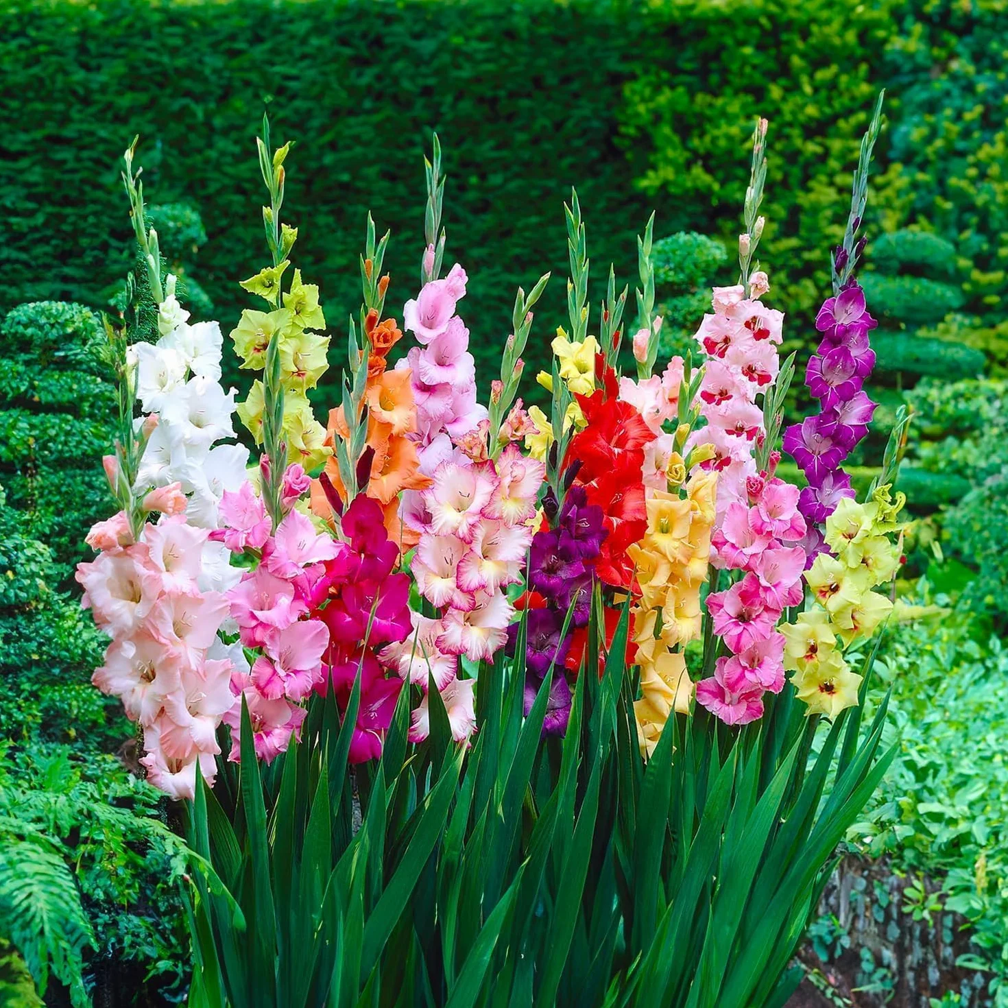 Gladiolos MIX Bulbos de Flores Holandeses Selección Calidad Floración Garantizada