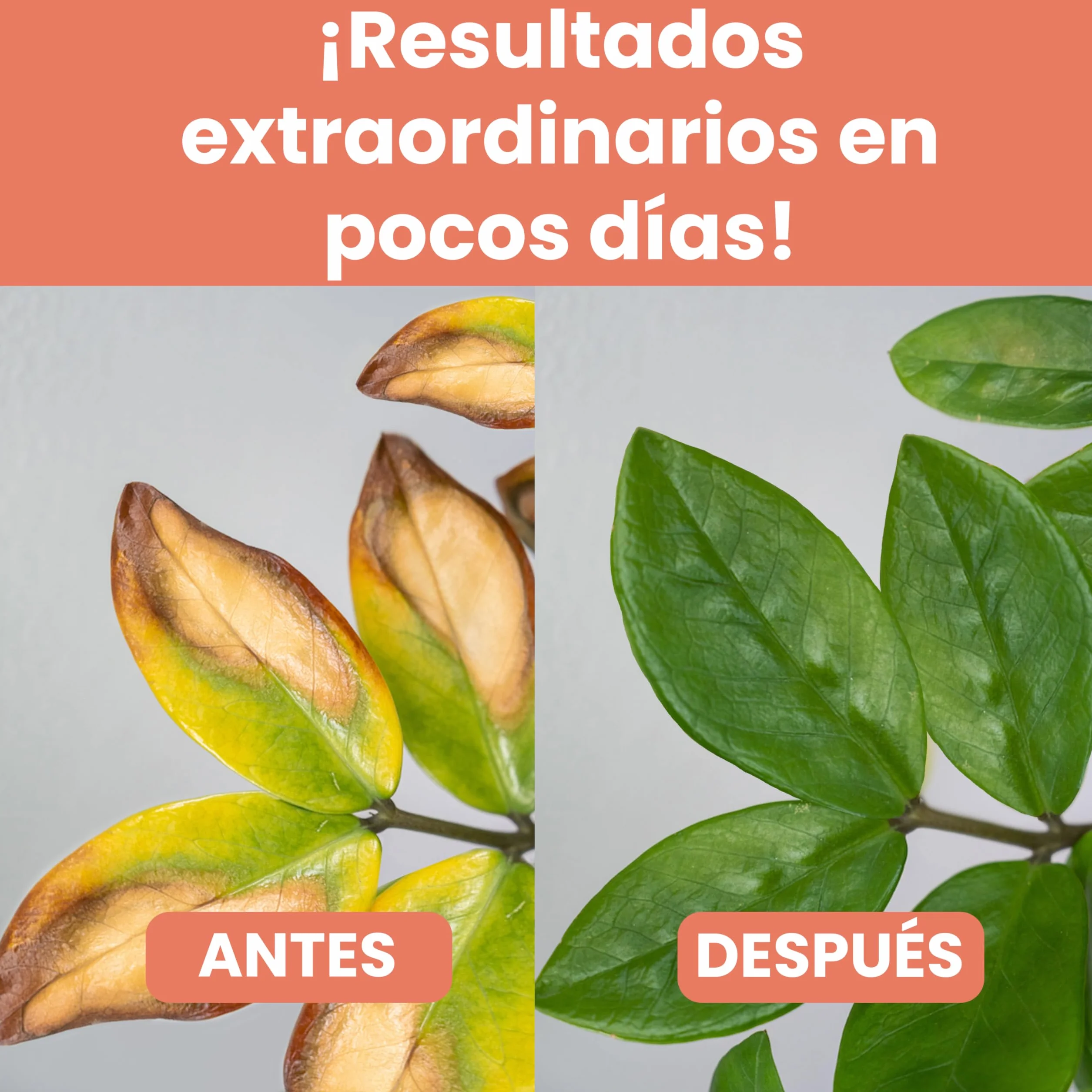 LERAVA Quelato de Hierro 200 g - Verdeante Soluble en Agua - Corrige Amarilleo - Mejora el Verde Natural - Apoya la Fotosíntesis - Ideal para Plantas y Cítricos