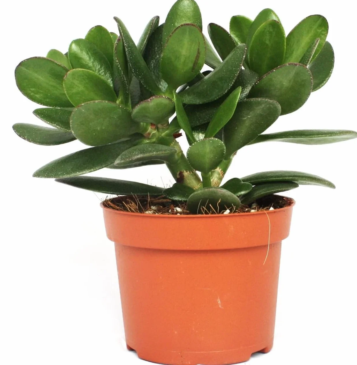 Crassula Ovata Jade Plant 8.5cm Maceta Purificadora Aire