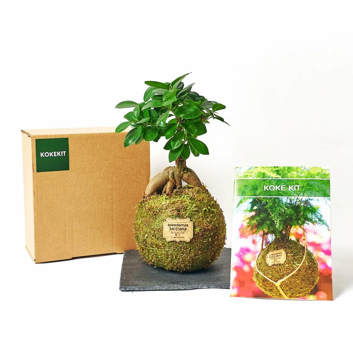 Kokedamas Lucciana Kit Ficus Ginseng Bola de Musgo Vivo Planta Natural Interior